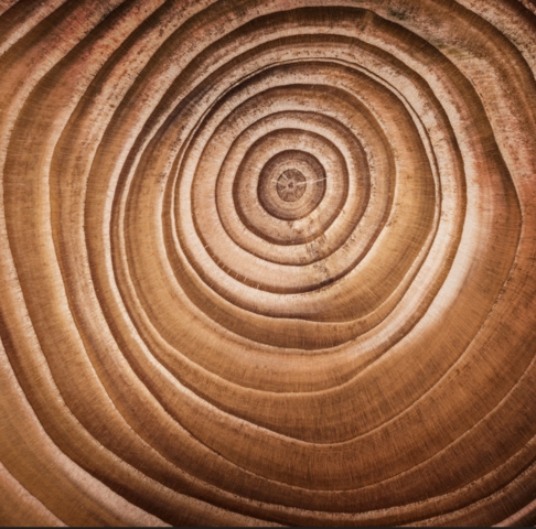 Close-up of wood larch texture of cut tree trunk